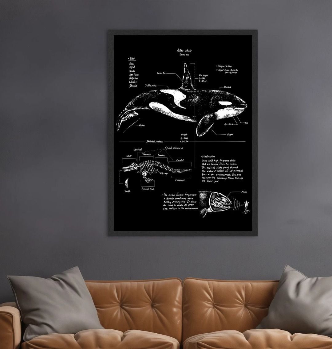 Orca Anatomy Art Print