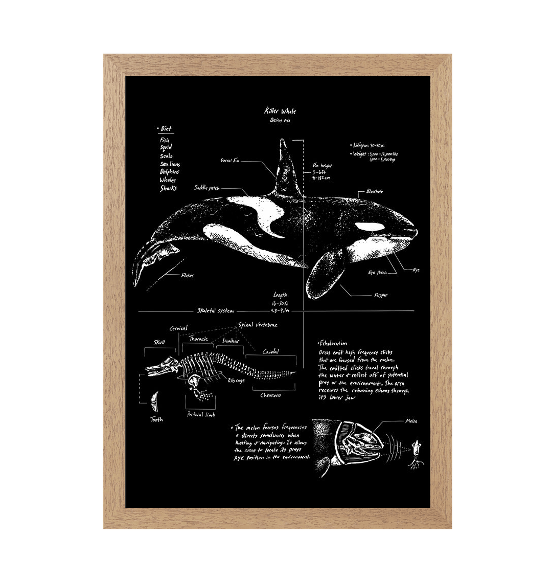 Natural Frame Orca Anatomy Art Print