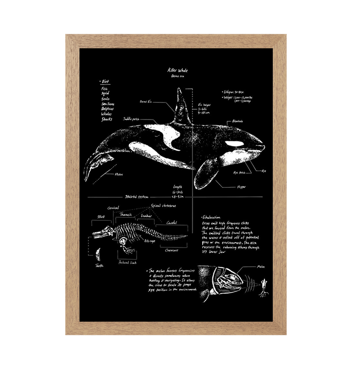 Natural Frame Orca Anatomy Art Print