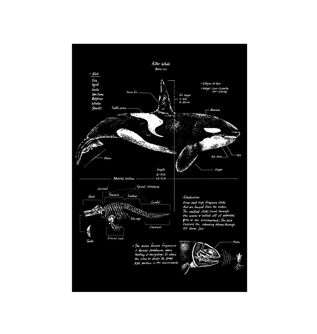 No Frame Orca Anatomy Art Print