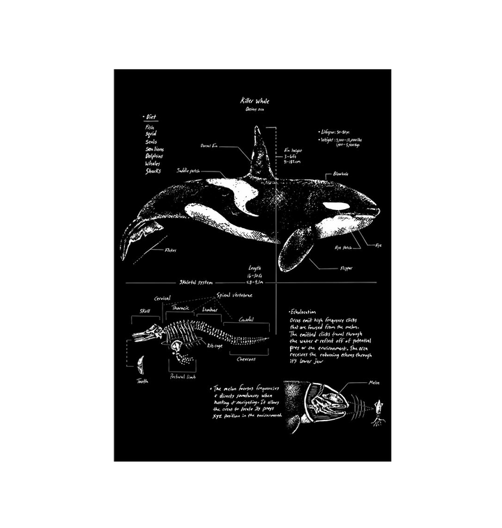 No Frame Orca Anatomy Art Print