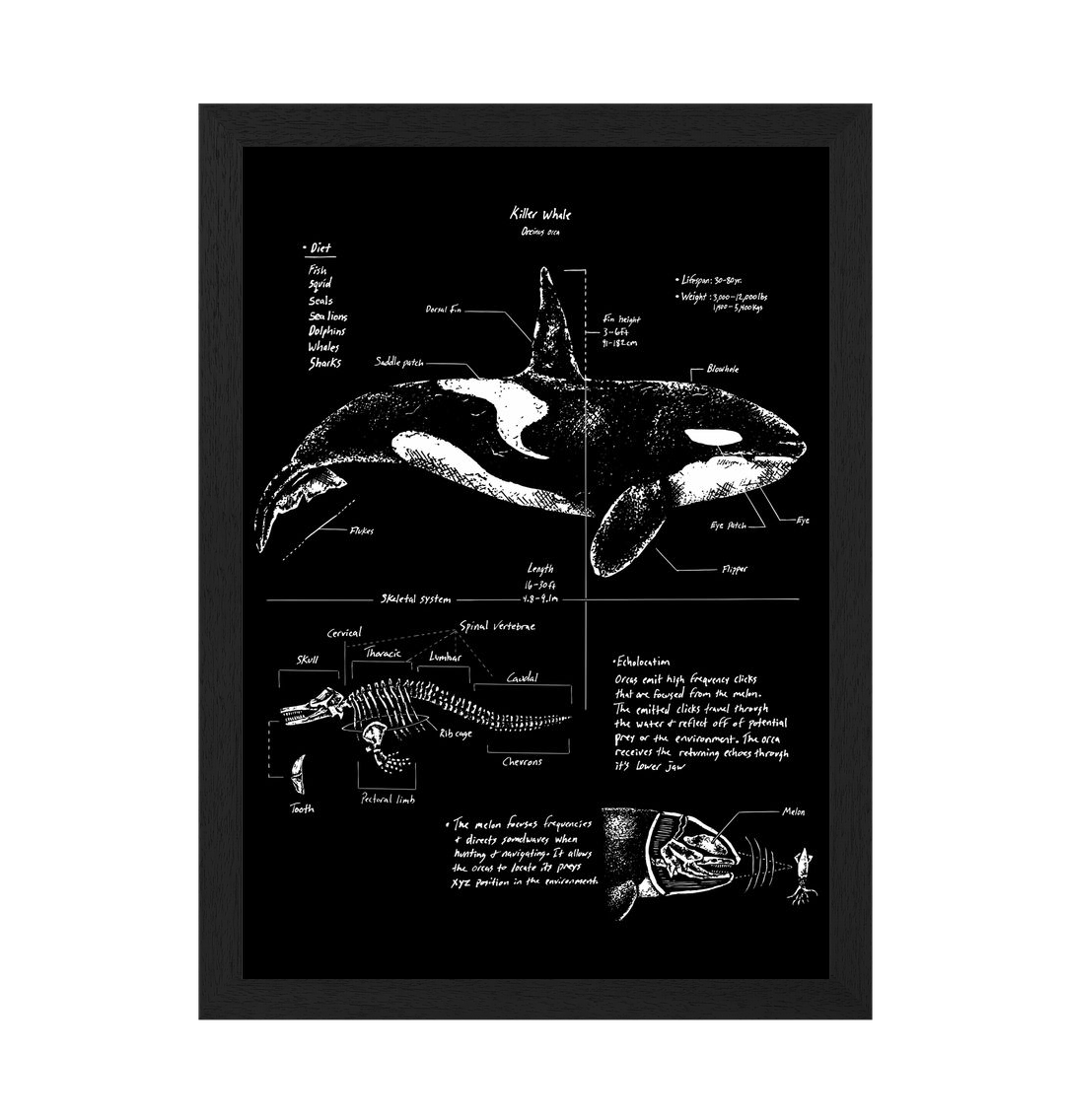 Black Frame Orca Anatomy Art Print