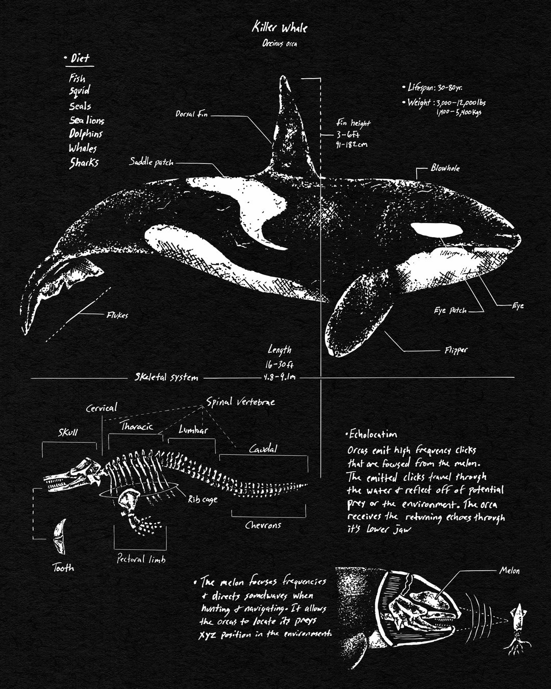 Orca Anatomy Long Sleeve T-shirt