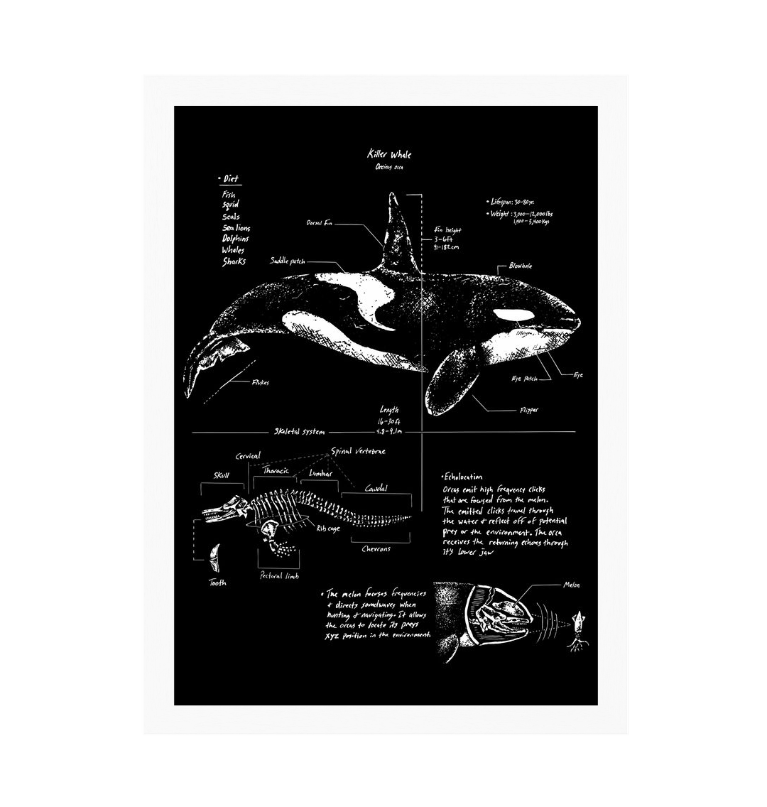 White Frame Orca Anatomy Art Print